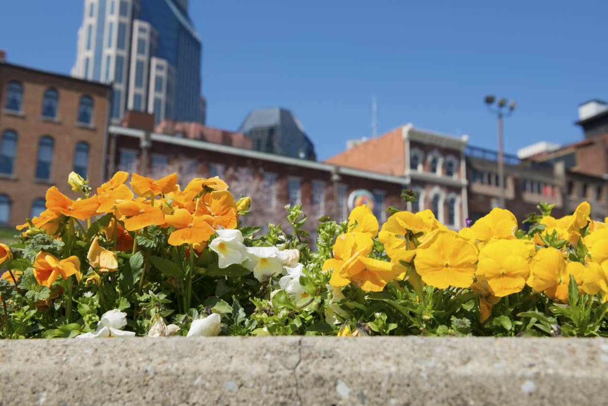Spring flowers blooming with the Nashville in the background